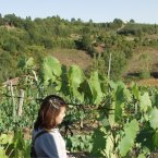 Vineyard, San Giovanni