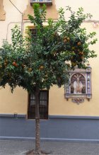 Learn Spanish in Seville