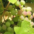 White wine grapes White wine grapes