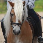 French and Horse Riding in Provence